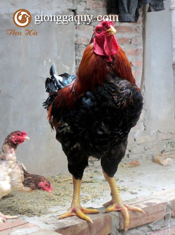 Gà hồ lai