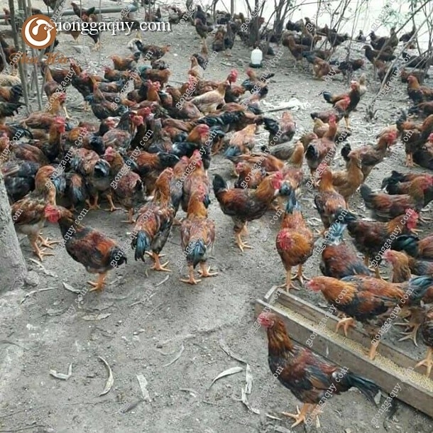 Cung cấp gà hồ lai giống