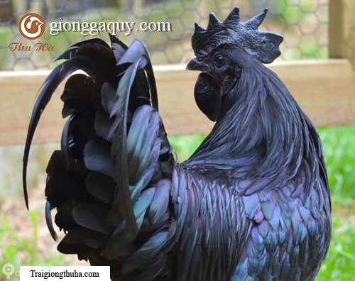 Gà đen indonesia ( gà mặt quỷ )