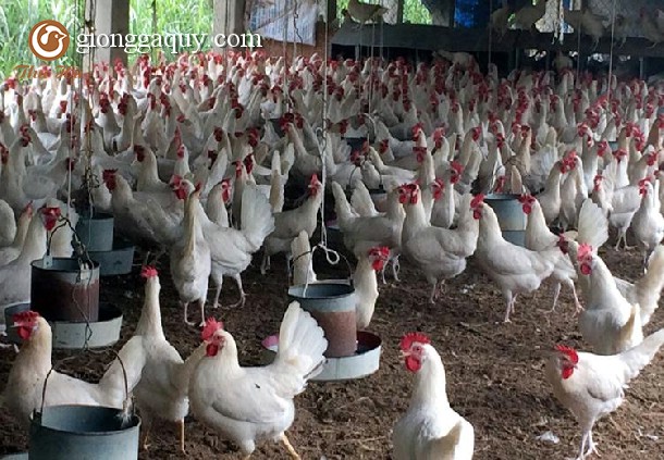 Gà ai cập lông trắng