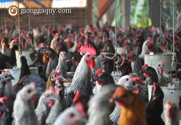 Gà ai cập lông vằn đen