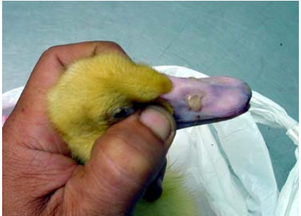 Bệnh viêm xoang mũi truyền nhiễm trên vịt