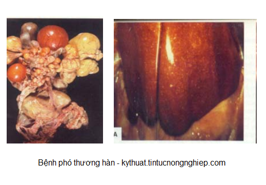 Hướng dẫn cách điều trị bệnh phó thương hàn trên vịt