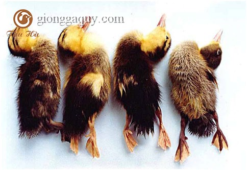 Hướng dẫn cách phòng trị bệnh E.Coli trên vịt