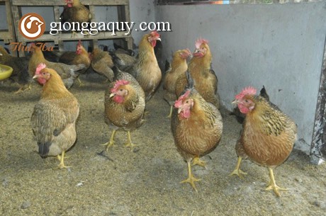 Gà lông màu VBT1, hứa hẹn nhiều đặc tính ưu việt