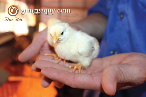 Giống gà quý hơn gà Đông Tảo ở Việt Nam