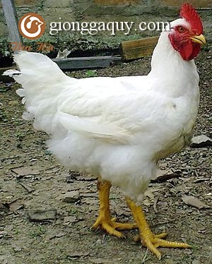 Gà mỹ công nghiệp