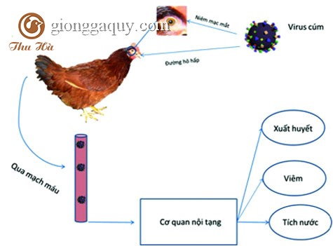 Bệnh cúm gia cầm và biện pháp phòng chống