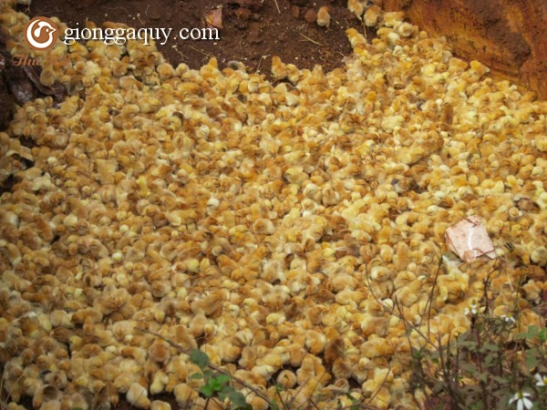 Hướng dẫn cách chọn gà giống tốt nhất