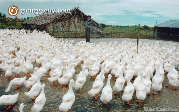 Giải pháp duy trì khả năng sinh sản của gia cầm khi thời tiết chuyển mùa