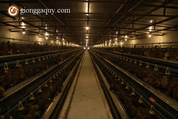 Mô hình trang trại nuôi gà hoàn toàn tự động