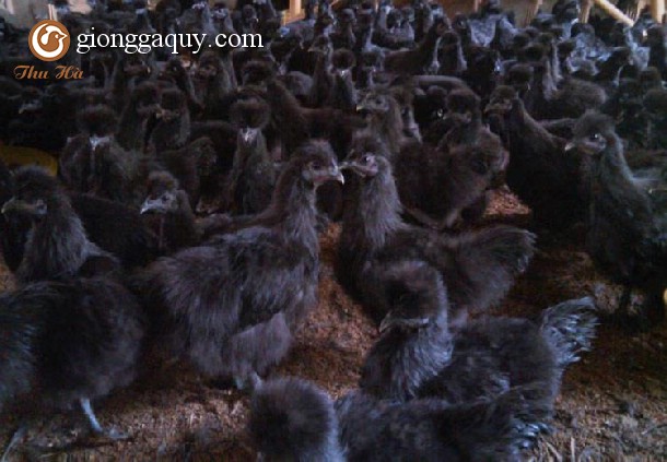 Cung cấp gà ác hắc phong giống