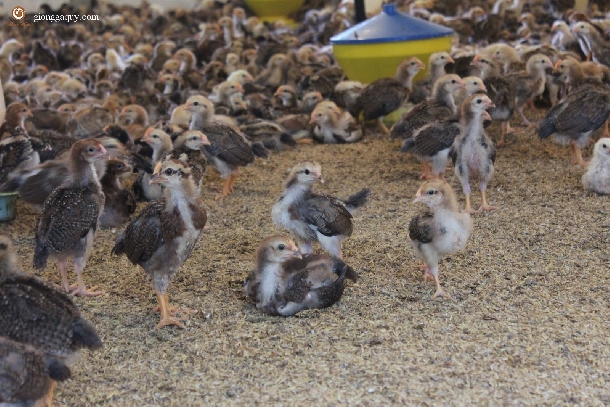 Gà ri Ninh Hòa (Gà ta Phùng dầu sơn)