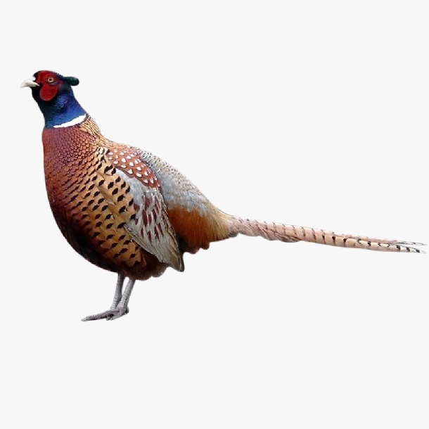 Bán chim trĩ đỏ giống