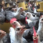 Bán gà siêu trứng giống