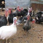 Bán gà tây hậu bị giống
