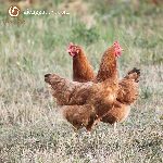 Bán gà sasso ( gà sac sô ) giống